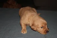 Yellow, a female Golden Retriever for sale in Wynnewood, OK – Photo 7 of 7