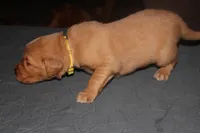 Yellow, a female Golden Retriever for sale in Wynnewood, OK – Photo 4 of 7