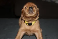 Yellow, a female Golden Retriever for sale in Wynnewood, OK – Photo 2 of 7