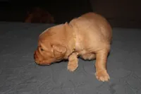 Yellow, a female Golden Retriever for sale in Wynnewood, OK – Photo 3 of 7