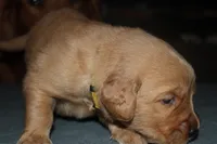 Yellow, a female Golden Retriever for sale in Wynnewood, OK – Photo 5 of 7