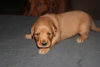 Yellow, a female Golden Retriever for sale in Wynnewood, OK – Photo 1 of 7