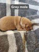 Grey, a male Golden Retriever for sale in Wynnewood, OK – Photo 3 of 3