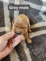 Grey, a male Golden Retriever for sale in Wynnewood, OK – Photo 2 of 3