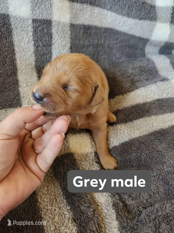 Grey – Golden Retriever puppy for sale in Wynnewood, OK
