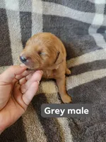 Grey, a male Golden Retriever for sale in Wynnewood, OK – Photo 1 of 3