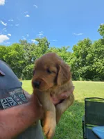 Pink, a female Golden Retriever for sale in Wynnewood, OK – 6 of 9
