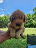 Yellow , a male Golden Retriever for sale in Wynnewood, OK – 2 of 9