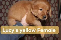 Lucy's Yellow, a female Golden Retriever for sale in Wynnewood, OK – Photo 5 of 5