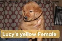 Lucy's Yellow, a female Golden Retriever for sale in Wynnewood, OK – Photo 2 of 5