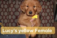Lucy's Yellow, a female Golden Retriever for sale in Wynnewood, OK – Photo 1 of 5