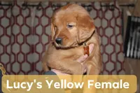 Lucy's Yellow, a female Golden Retriever for sale in Wynnewood, OK – Photo 3 of 5