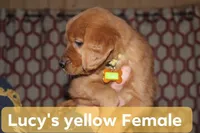 Lucy's Yellow, a female Golden Retriever for sale in Wynnewood, OK – Photo 4 of 5