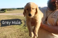 Grey, a male Golden Retriever for sale in Wynnewood, OK – Photo 1 of 3