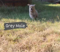 Grey, a male Golden Retriever for sale in Wynnewood, OK – Photo 2 of 3