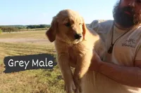 Grey, a male Golden Retriever for sale in Wynnewood, OK – Photo 3 of 3