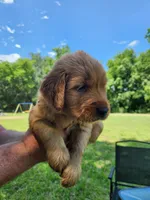 Yellow , a male Golden Retriever for sale in Wynnewood, OK – 4 of 9