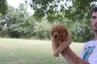 Light Green, a female Golden Retriever for sale in Wynnewood, OK – Photo 2 of 6