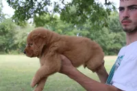 Light Green, a female Golden Retriever for sale in Wynnewood, OK – Photo 4 of 6