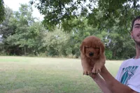 Light Green, a female Golden Retriever for sale in Wynnewood, OK – Photo 6 of 6