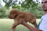 Light Green, a female Golden Retriever for sale in Wynnewood, OK – Photo 3 of 6