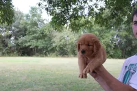 Light Green, a female Golden Retriever for sale in Wynnewood, OK – Photo 5 of 6