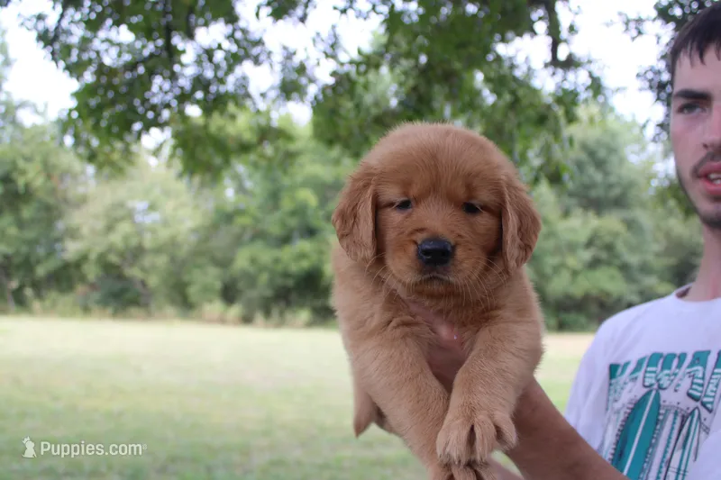 Light Green, a female Golden Retriever for sale in Wynnewood, OK – Photo 1 of 6