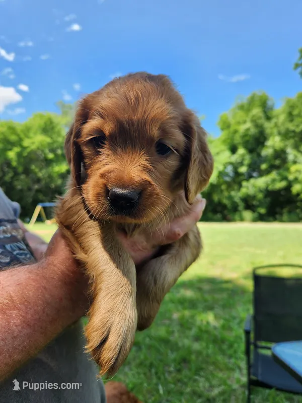 Pink – Golden Retriever puppy for sale in Wynnewood, OK