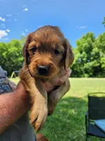 Pink, a female Golden Retriever for sale in Wynnewood, OK – 1 of 9