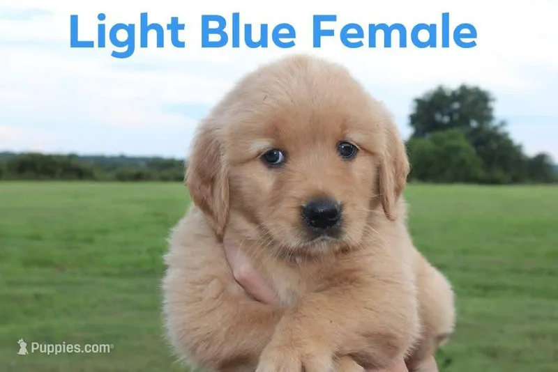Light blue, a female Golden Retriever for sale in Wynnewood, OK – Photo 1 of 3