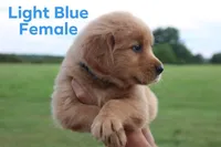 Light blue, a female Golden Retriever for sale in Wynnewood, OK – Photo 3 of 3