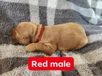 Red, a male Golden Retriever for sale in Wynnewood, OK – Photo 3 of 3