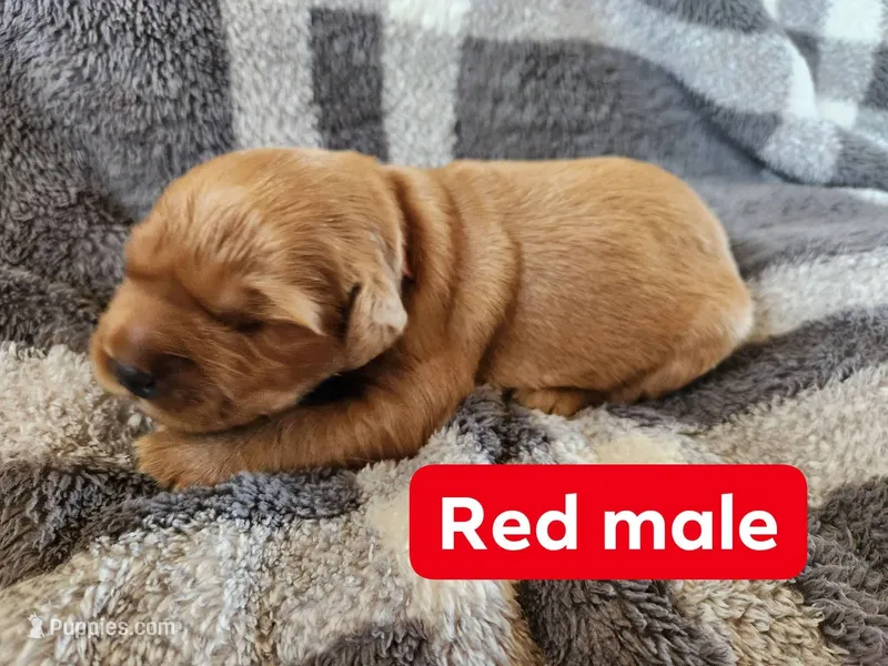 Red – Golden Retriever puppy for sale in Wynnewood, OK
