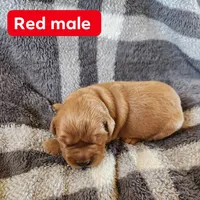 Red, a male Golden Retriever for sale in Wynnewood, OK – Photo 2 of 3