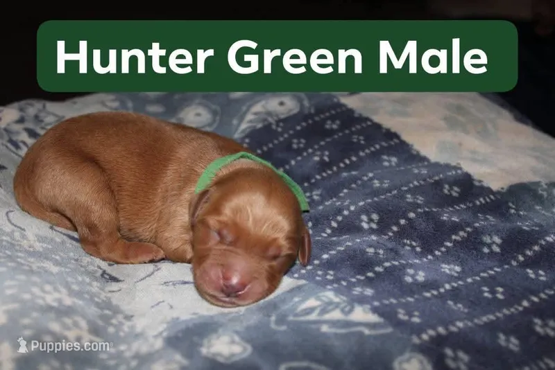 Hunter Green, a male Golden Retriever for sale in Wynnewood, OK – Photo 1 of 2