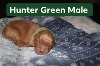 Hunter Green, a male Golden Retriever for sale in Wynnewood, OK – Photo 1 of 2