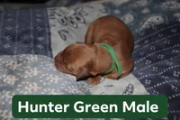 Hunter Green, a male Golden Retriever for sale in Wynnewood, OK – Photo 2 of 2