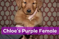 Chloe's Purple, a female Golden Retriever for sale in Wynnewood, OK – Photo 2 of 4