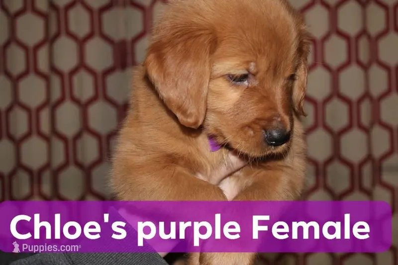 Chloe's Purple, a female Golden Retriever for sale in Wynnewood, OK – Photo 1 of 4