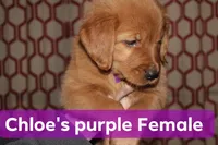 Chloe's Purple, a female Golden Retriever for sale in Wynnewood, OK – Photo 1 of 4