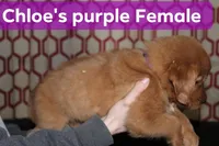 Chloe's Purple, a female Golden Retriever for sale in Wynnewood, OK – Photo 3 of 4