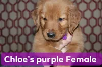 Chloe's Purple, a female Golden Retriever for sale in Wynnewood, OK – Photo 4 of 4