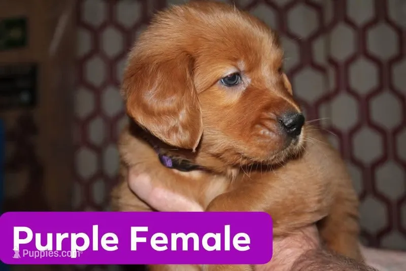 Purple, a female Golden Retriever for sale in Wynnewood, OK – Photo 1 of 3