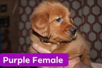 Purple, a female Golden Retriever for sale in Wynnewood, OK – Photo 1 of 3