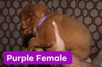 Purple, a female Golden Retriever for sale in Wynnewood, OK – Photo 2 of 3