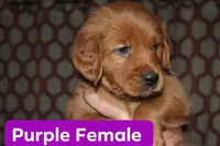 Purple, a female Golden Retriever for sale in Wynnewood, OK – Photo 3 of 3