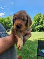 Pink, a female Golden Retriever for sale in Wynnewood, OK – 3 of 9