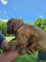 Yellow , a male Golden Retriever for sale in Wynnewood, OK – 7 of 9