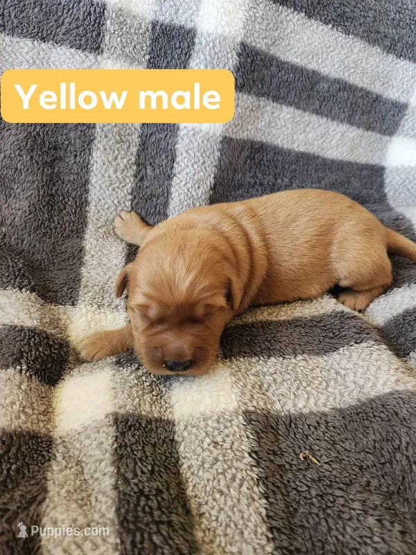 Yellow  – Golden Retriever puppy for sale in Wynnewood, OK