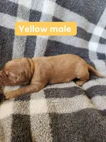 Yellow , a male Golden Retriever for sale in Wynnewood, OK – Photo 2 of 3